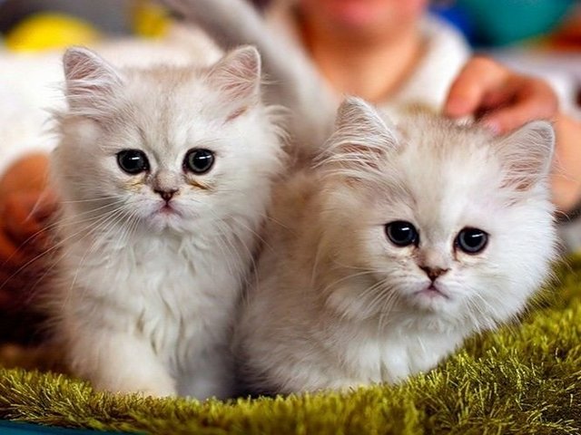 Породы кошек в Новокуйбышевске | ЗооТом портал о животных