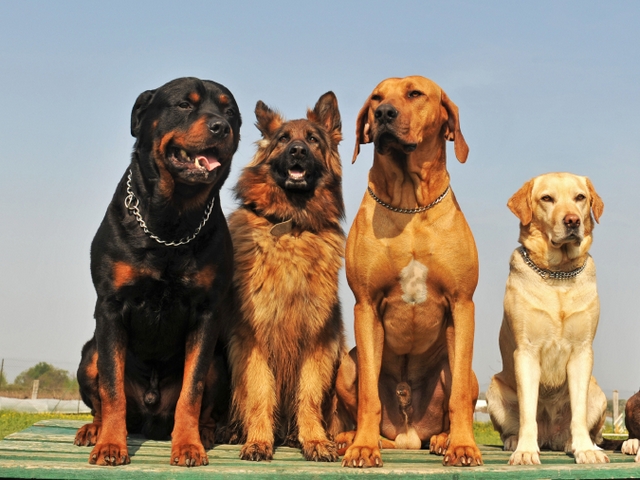 Крупные породы собак в Новокуйбышевске | ЗооТом портал о животных